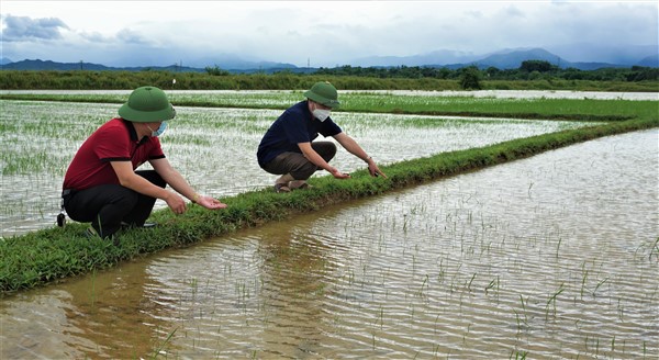 Hương Khê: 992 ha cây trồng hè thu ảnh hưởng do áp thấp nhiệt đới.